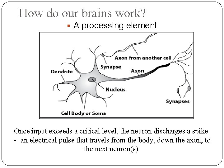 How do our brains work? A processing element Once input exceeds a critical level,