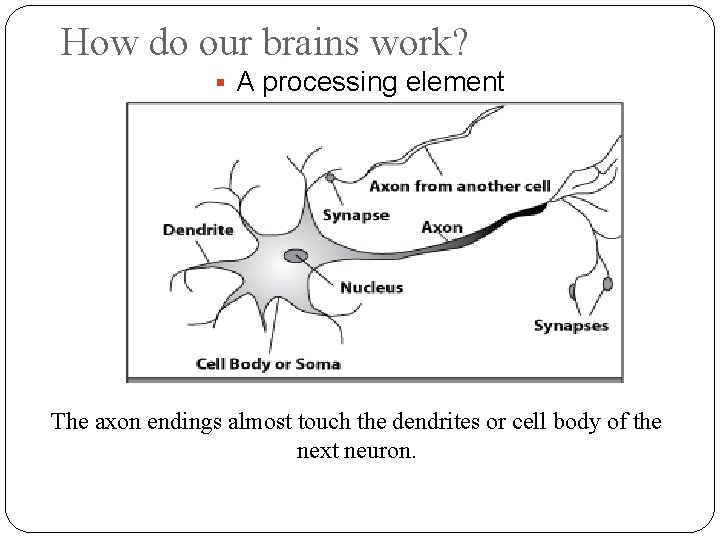 How do our brains work? A processing element The axon endings almost touch the