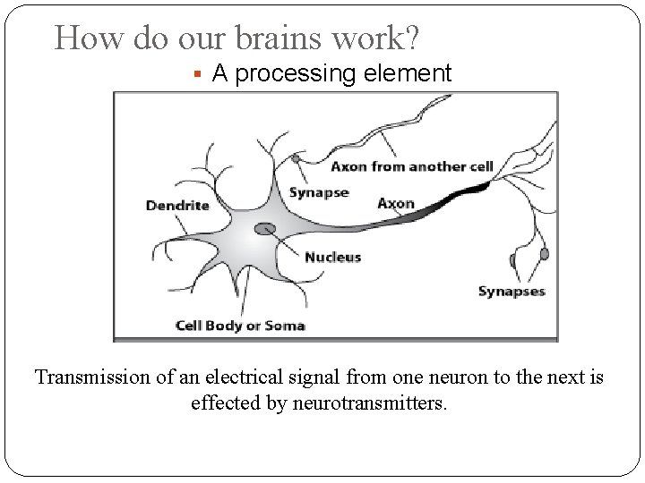 How do our brains work? A processing element Transmission of an electrical signal from