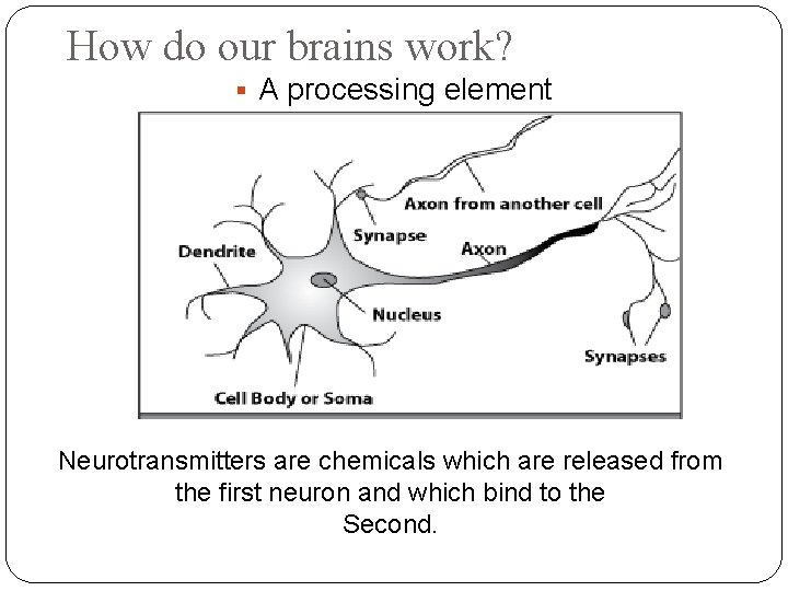 How do our brains work? A processing element Neurotransmitters are chemicals which are released