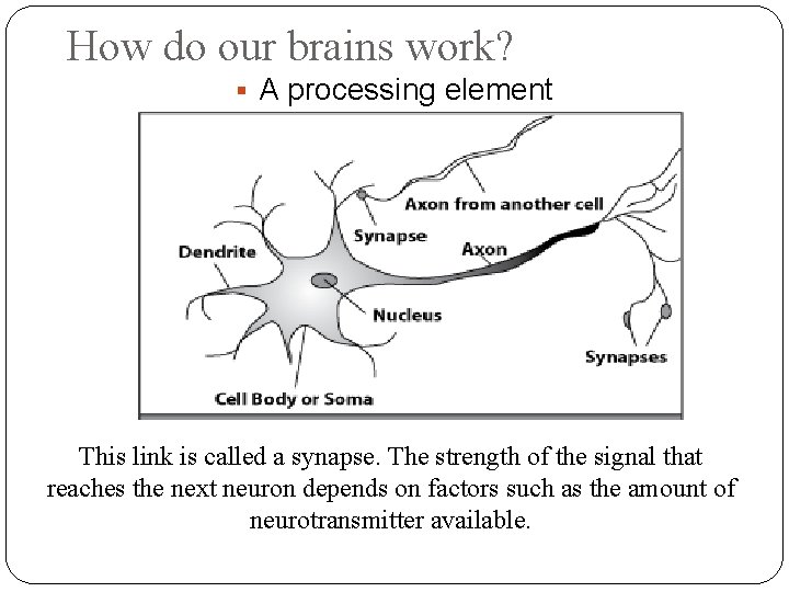 How do our brains work? A processing element This link is called a synapse.