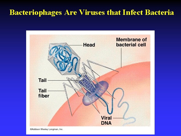 Bacteriophages Are Viruses that Infect Bacteria 