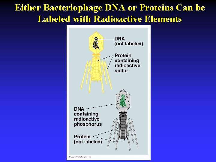 Either Bacteriophage DNA or Proteins Can be Labeled with Radioactive Elements 