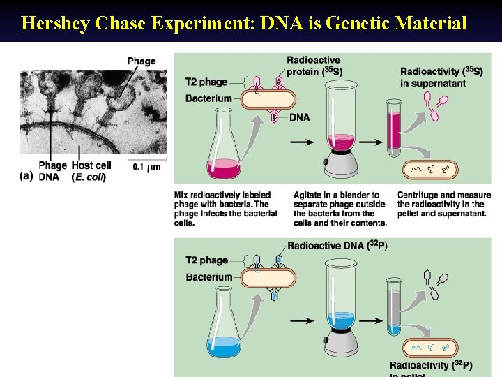 Hershey Chase Experiment: DNA is Genetic Material 