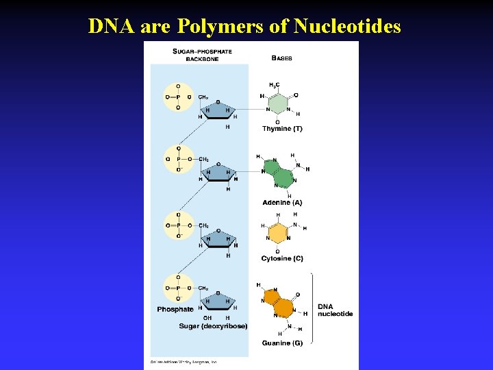 DNA are Polymers of Nucleotides 