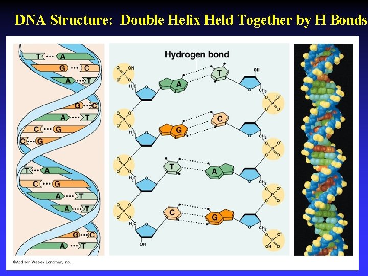 DNA Structure: Double Helix Held Together by H Bonds 