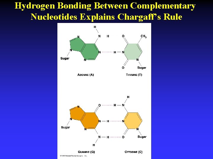 Hydrogen Bonding Between Complementary Nucleotides Explains Chargaff’s Rule 