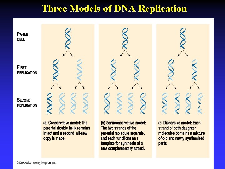 Three Models of DNA Replication 