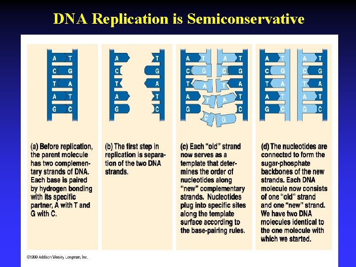 DNA Replication is Semiconservative 