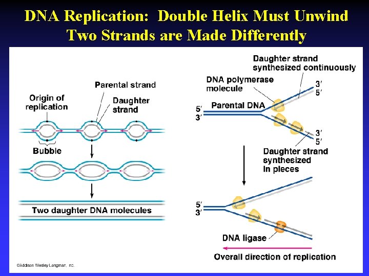 DNA Replication: Double Helix Must Unwind Two Strands are Made Differently 