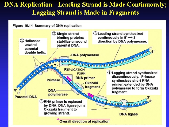 DNA Replication: Leading Strand is Made Continuously; Lagging Strand is Made in Fragments 