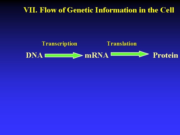 VII. Flow of Genetic Information in the Cell Transcription DNA Translation m. RNA Protein