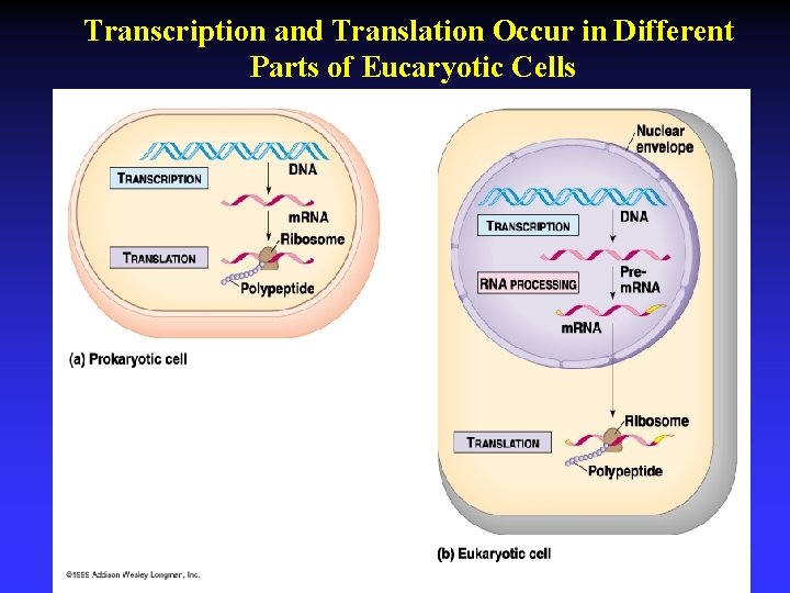 Transcription and Translation Occur in Different Parts of Eucaryotic Cells 