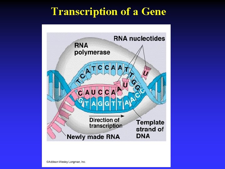 Transcription of a Gene 