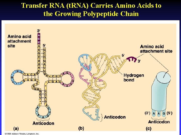 Transfer RNA (t. RNA) Carries Amino Acids to the Growing Polypeptide Chain 