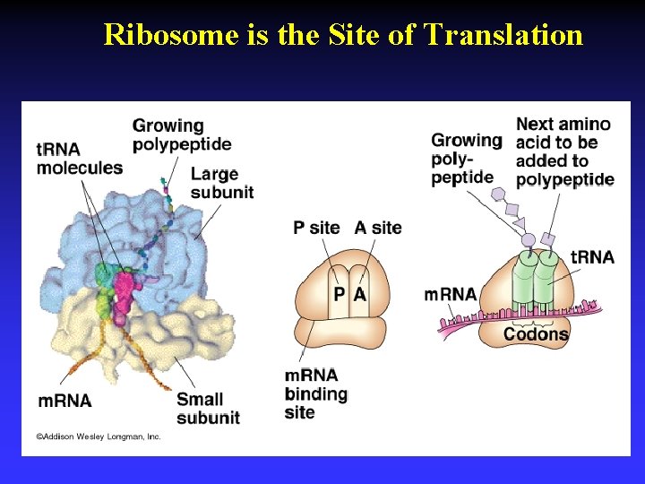 Ribosome is the Site of Translation 