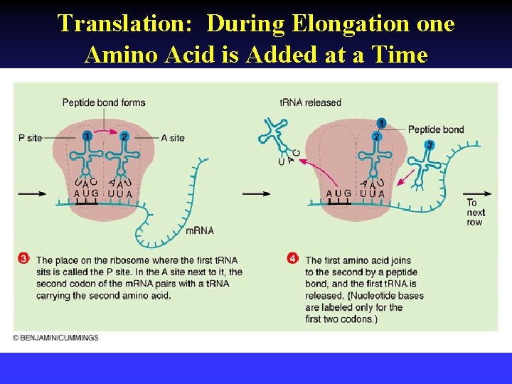 Translation: During Elongation one Amino Acid is Added at a Time 