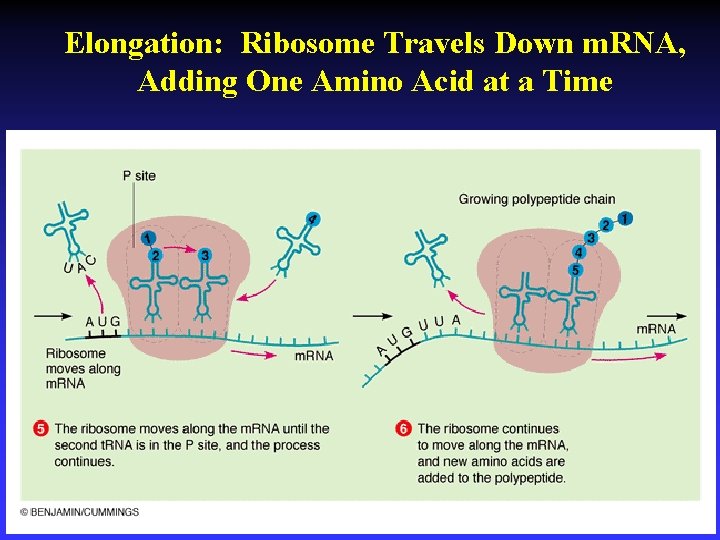 Elongation: Ribosome Travels Down m. RNA, Adding One Amino Acid at a Time 