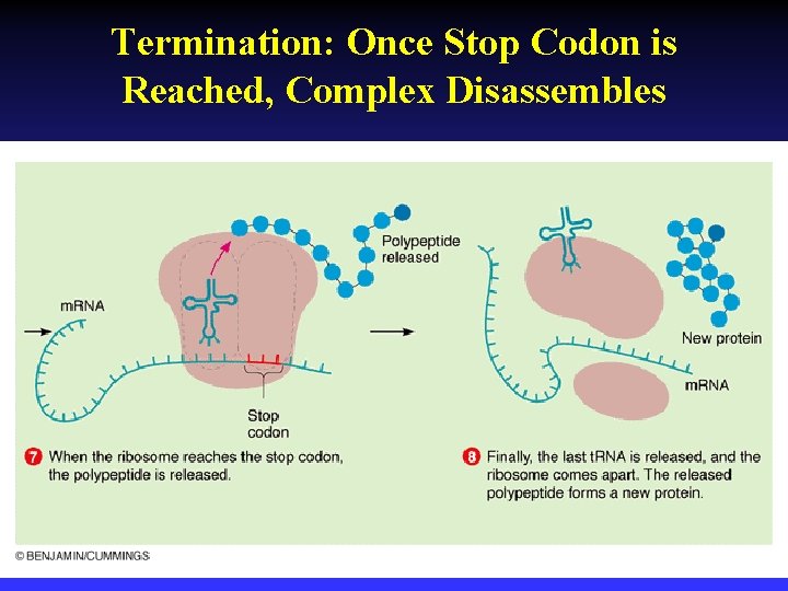 Termination: Once Stop Codon is Reached, Complex Disassembles 