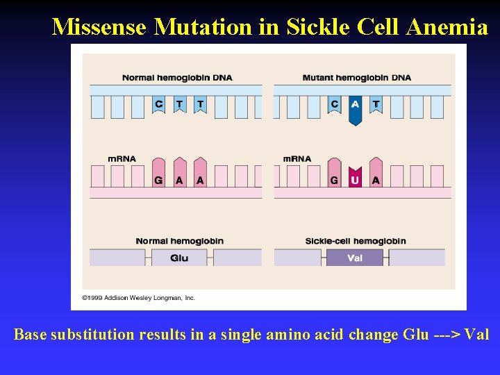 Missense Mutation in Sickle Cell Anemia Base substitution results in a single amino acid