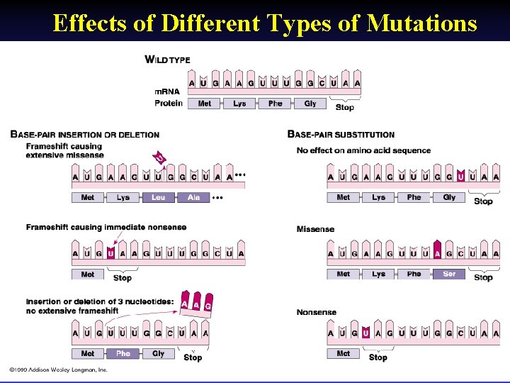 Effects of Different Types of Mutations 