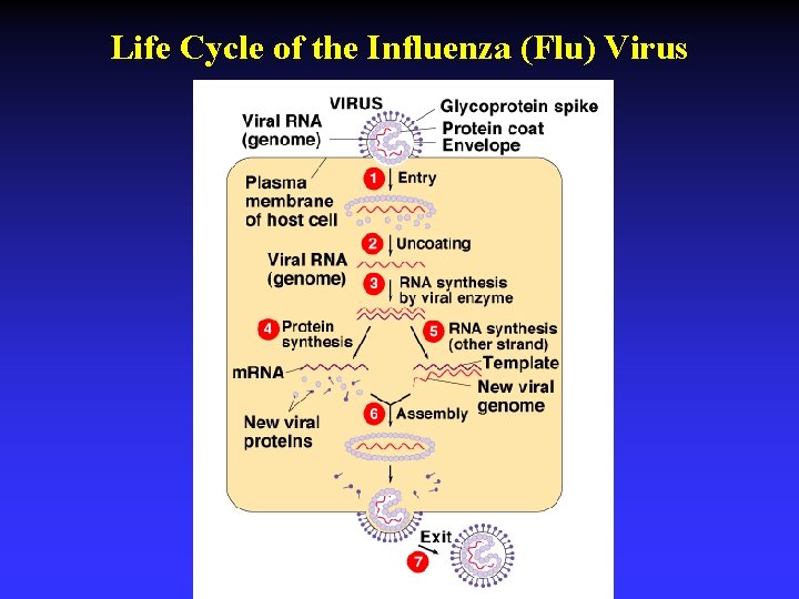 Life Cycle of the Influenza (Flu) Virus 