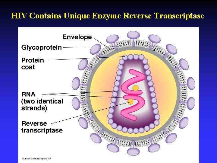 HIV Contains Unique Enzyme Reverse Transcriptase 