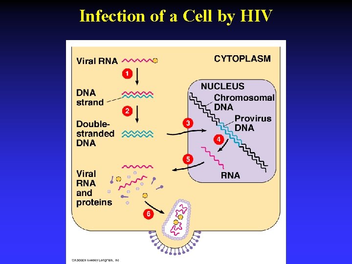 Infection of a Cell by HIV 