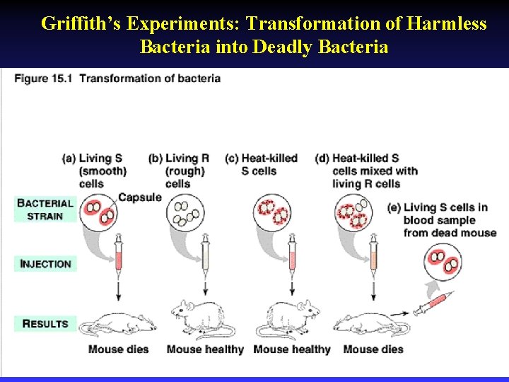 Griffith’s Experiments: Transformation of Harmless Bacteria into Deadly Bacteria 