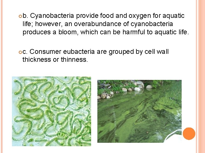  b. Cyanobacteria provide food and oxygen for aquatic life; however, an overabundance of