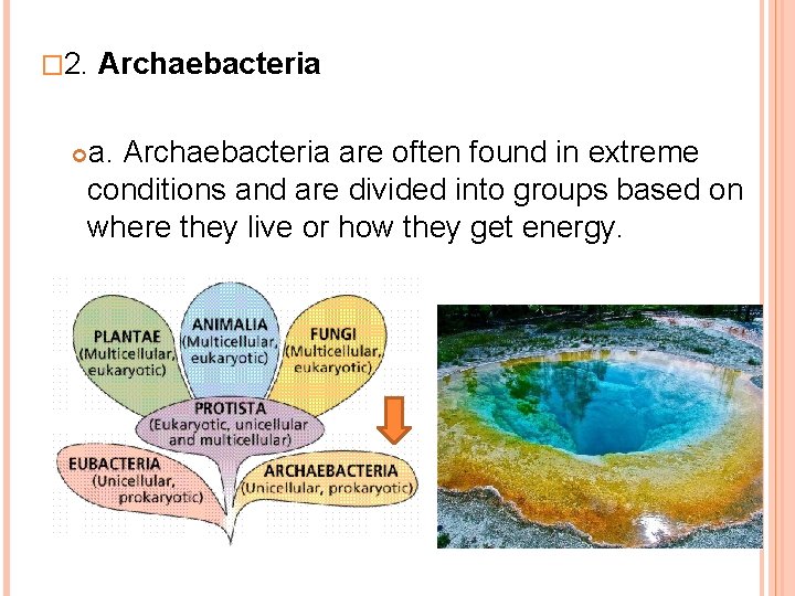 � 2. Archaebacteria are often found in extreme conditions and are divided into groups