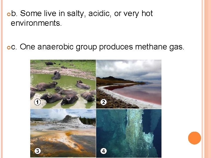 b. Some live in salty, acidic, or very hot environments. c. One anaerobic group