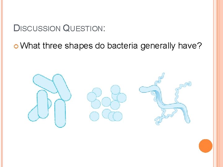 DISCUSSION QUESTION: What three shapes do bacteria generally have? 