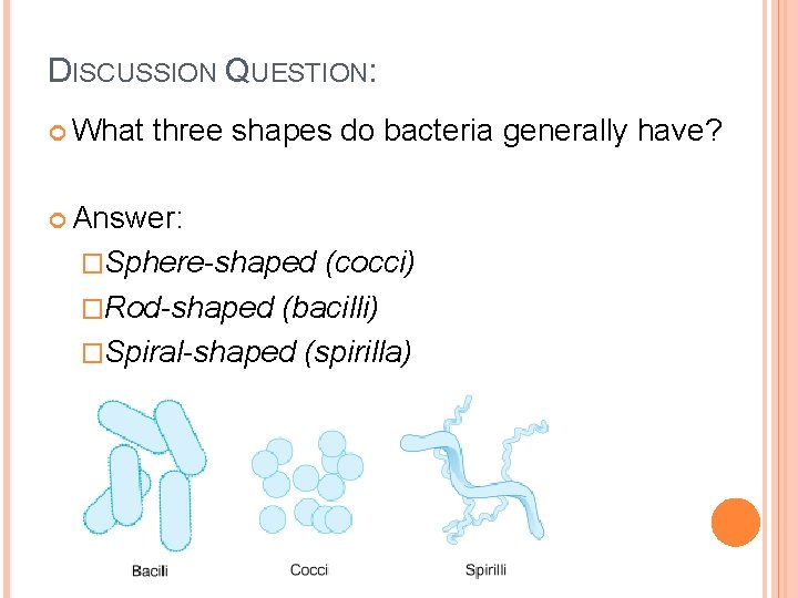 DISCUSSION QUESTION: What three shapes do bacteria generally have? Answer: �Sphere-shaped (cocci) �Rod-shaped (bacilli)