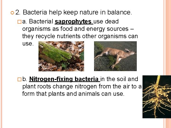  2. Bacteria help keep nature in balance. �a. Bacterial saprophytes use dead organisms