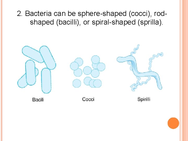2. Bacteria can be sphere-shaped (cocci), rodshaped (bacilli), or spiral-shaped (sprilla). 