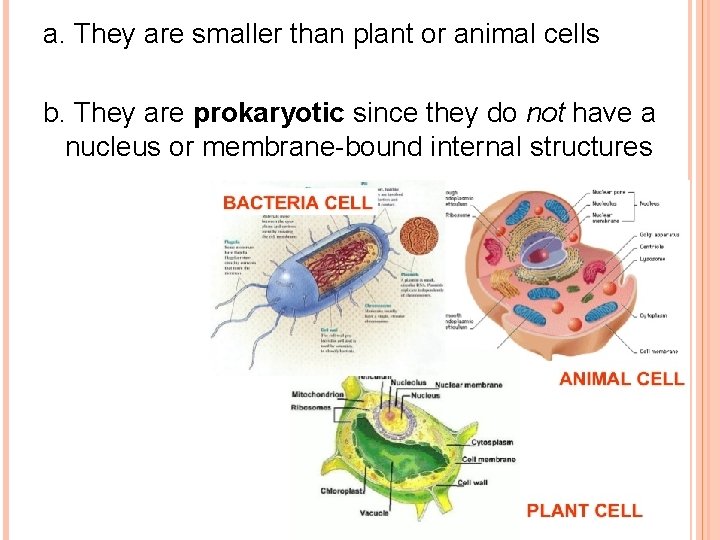 a. They are smaller than plant or animal cells b. They are prokaryotic since