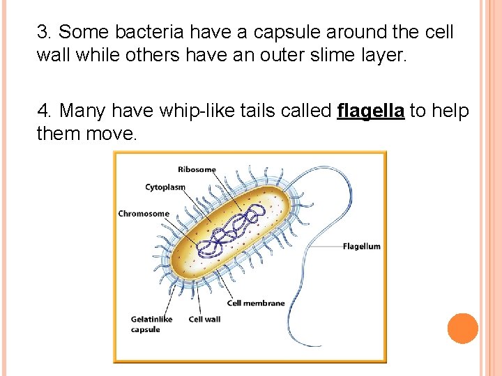 3. Some bacteria have a capsule around the cell wall while others have an