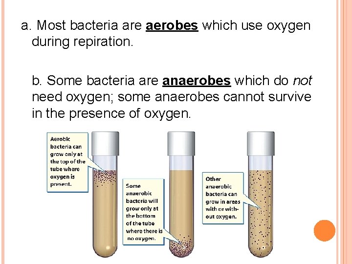 a. Most bacteria are aerobes which use oxygen during repiration. b. Some bacteria are