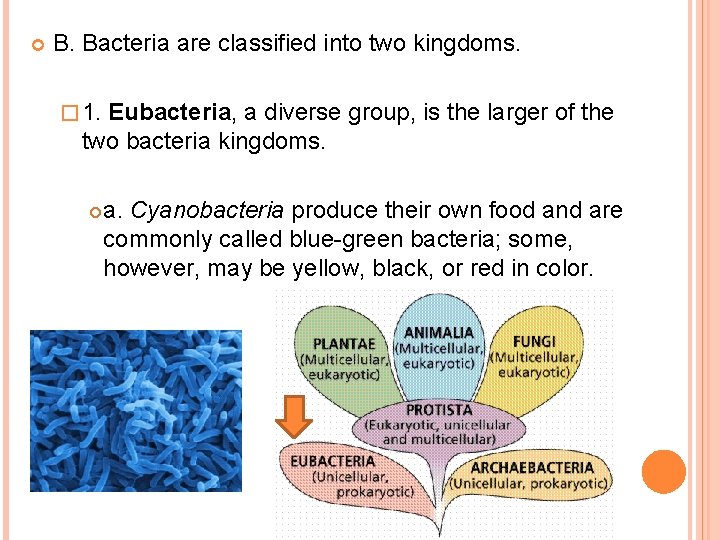  B. Bacteria are classified into two kingdoms. � 1. Eubacteria, a diverse group,