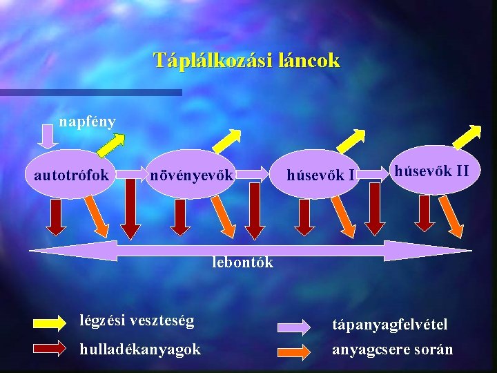 Táplálkozási láncok napfény autotrófok növényevők húsevők II lebontók légzési veszteség hulladékanyagok tápanyagfelvétel anyagcsere során