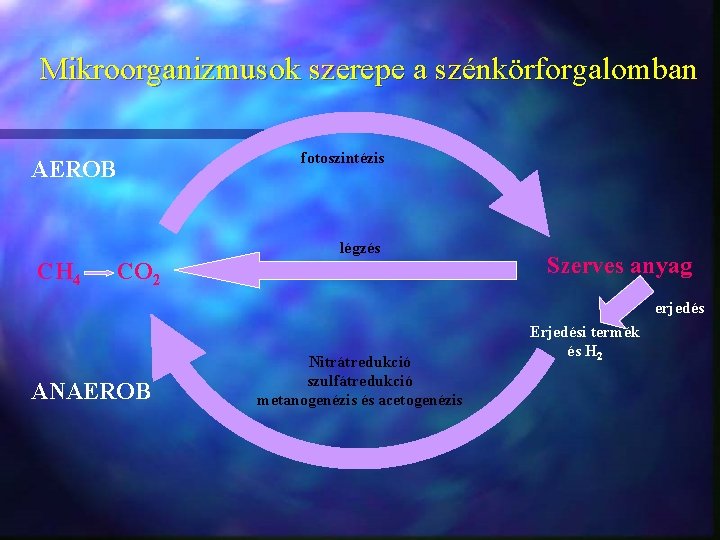 Mikroorganizmusok szerepe a szénkörforgalomban AEROB fotoszintézis légzés CH 4 CO 2 Szerves anyag erjedés
