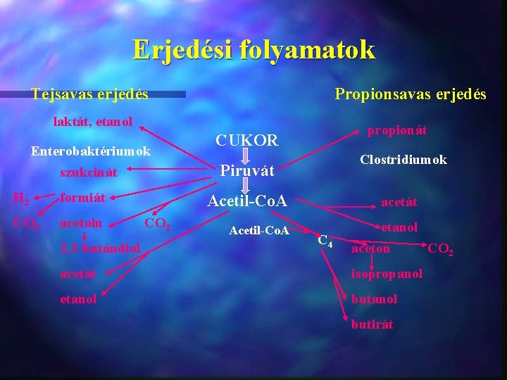 Erjedési folyamatok Tejsavas erjedés Propionsavas erjedés laktát, etanol Enterobaktériumok szukcinát H 2 formiát CO