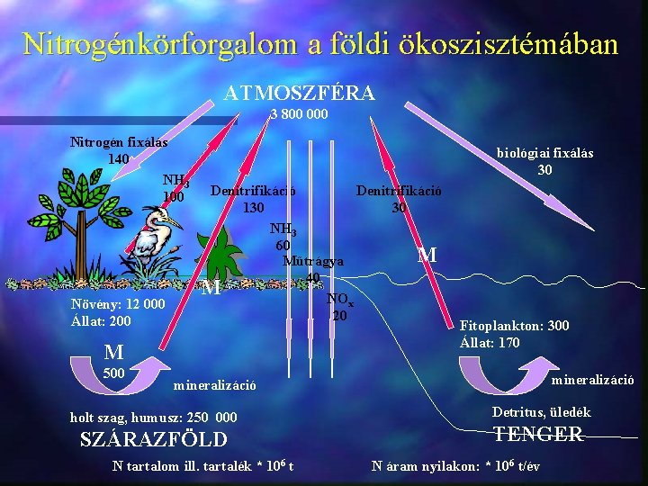 Nitrogénkörforgalom a földi ökoszisztémában ATMOSZFÉRA 3 800 000 Nitrogén fixálás 140 NH 3 100