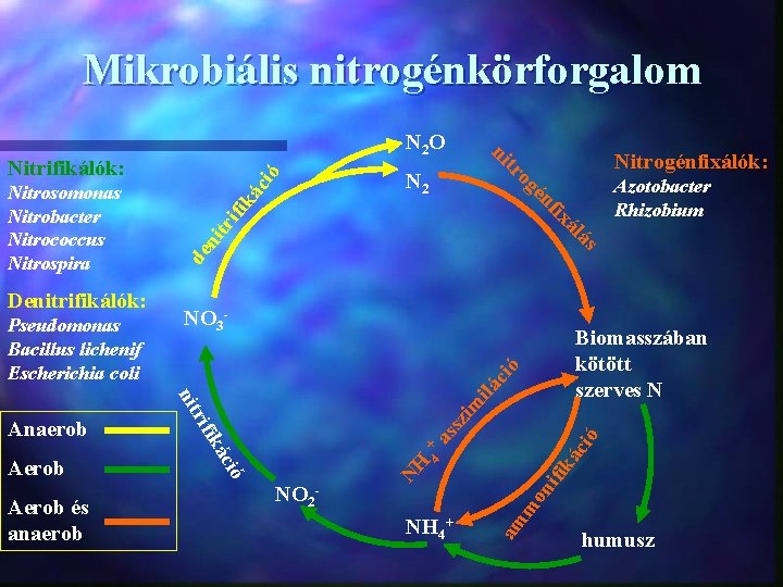 Mikrobiális nitrogénkörforgalom ció ká ifi tr ni de NO 3 - ció ilá ió