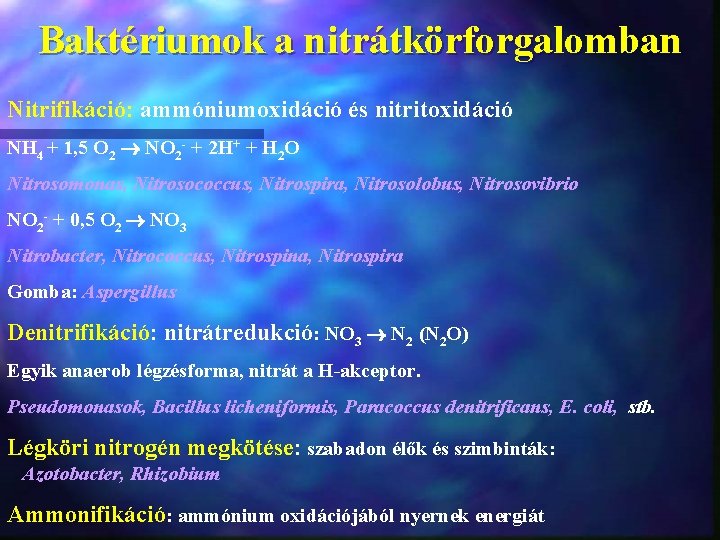 Baktériumok a nitrátkörforgalomban Nitrifikáció: ammóniumoxidáció és nitritoxidáció NH 4 + 1, 5 O 2