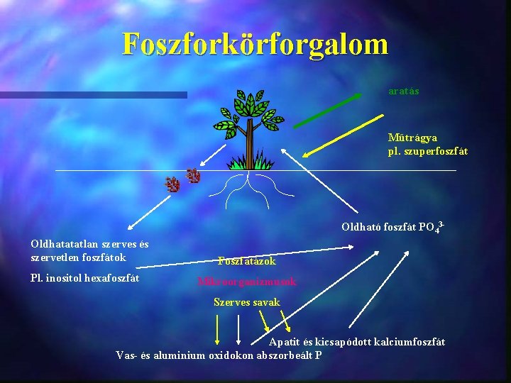 Foszforkörforgalom aratás Műtrágya pl. szuperfoszfát Oldható foszfát PO 43 Oldhatatatlan szerves és szervetlen foszfátok