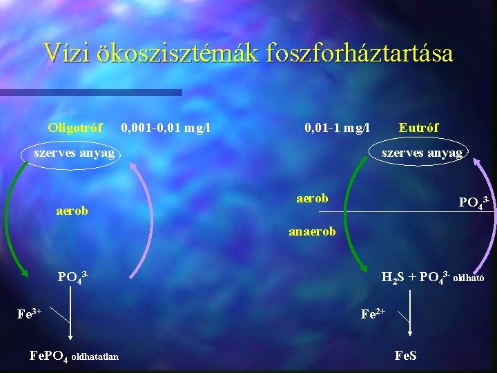 Vízi ökoszisztémák foszforháztartása Oligotróf 0, 001 -0, 01 mg/l 0, 01 -1 mg/l Eutróf