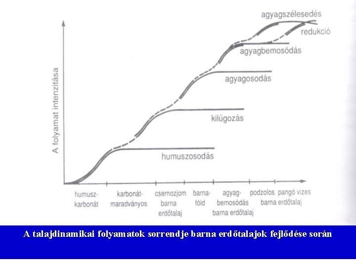 A talajdinamikai folyamatok sorrendje barna erdőtalajok fejlődése során 