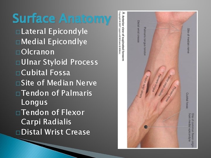 Surface Anatomy � Lateral Epicondyle � Medial Epicondlye � Olcranon � Ulnar Styloid Process